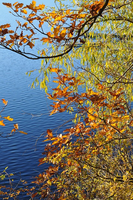 Free Trees Leaf photo and picture