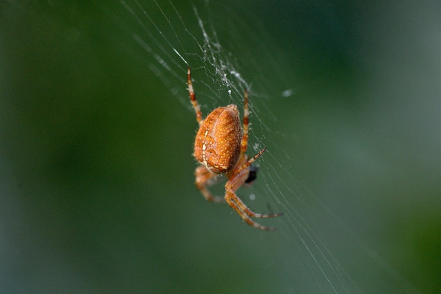 Araña Insectos - Foto gratis en Pixabay - Pixabay