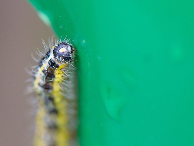 Lagarta, Folha, Natureza, Macro