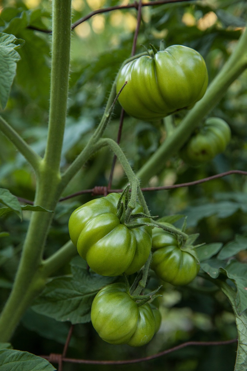 Tomaten Gemüse Gesund - Kostenloses Foto auf Pixabay - Pixabay Tomaten Gemüse Gesund - Kostenloses Foto auf Pixabay - Pixabay
