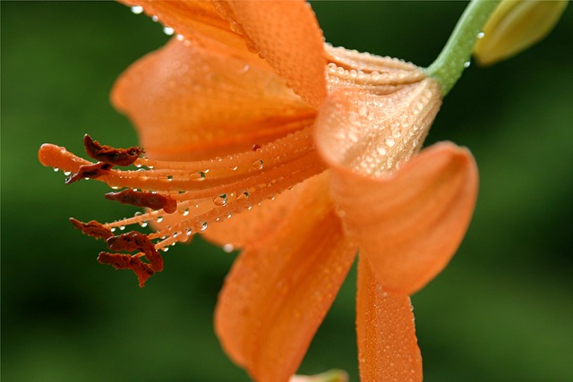 Free Flower Orange photo and picture