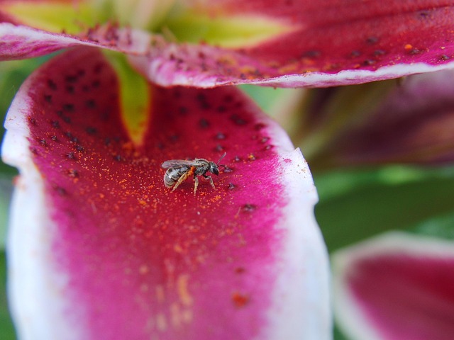 Free Lily Flower photo and picture