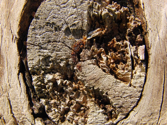 Free Texture Tree photo and picture