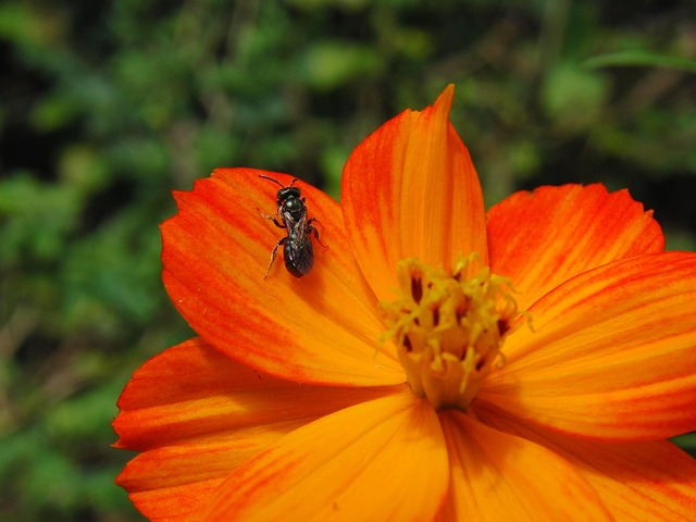 Free Flower Bee photo and picture
