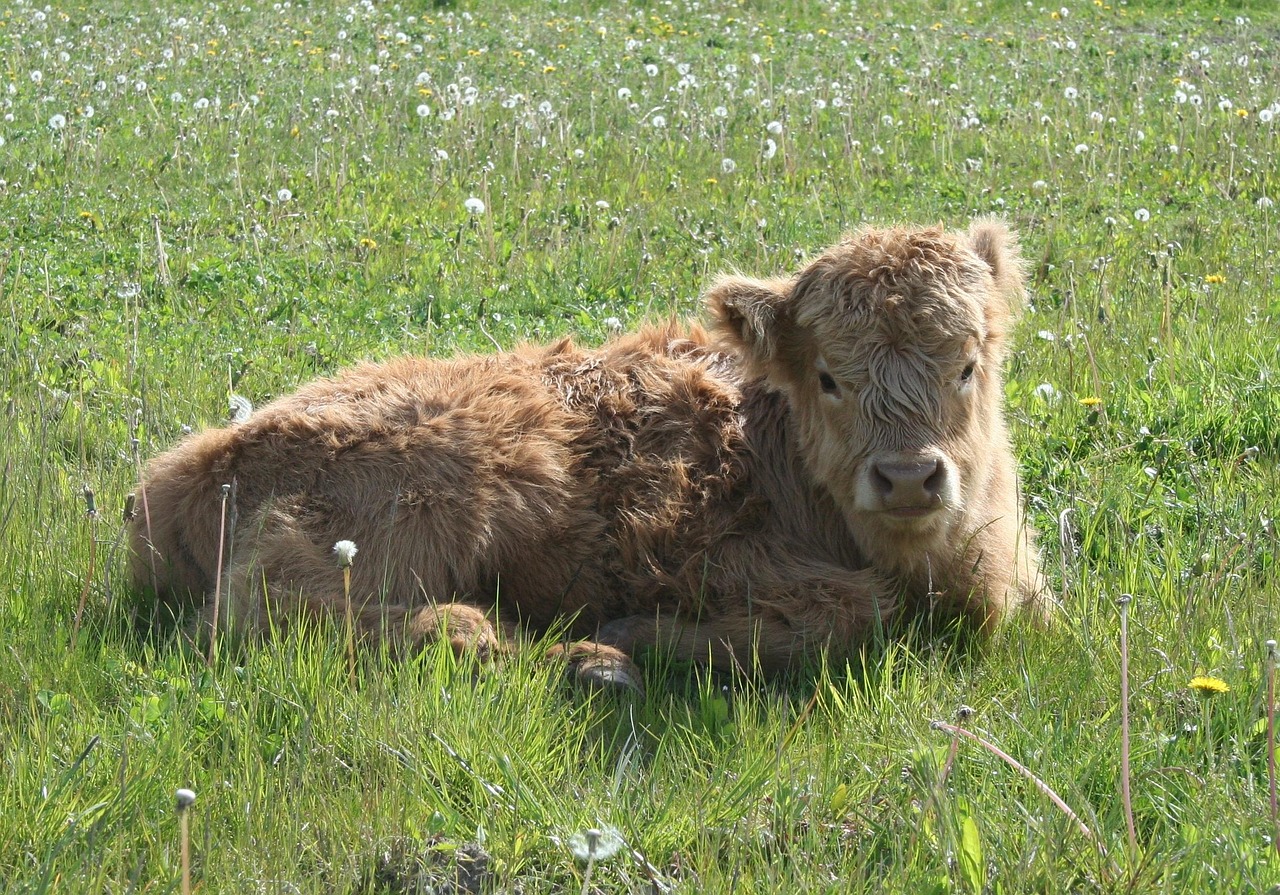 Highland Cattle - free online jigsaw puzzle photo