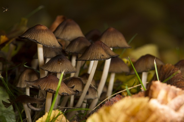 Pilze, Wald, Herbst, Natur, Pflanzen