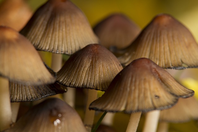 Pilze, Wald, Herbst, Natur, Pflanzen