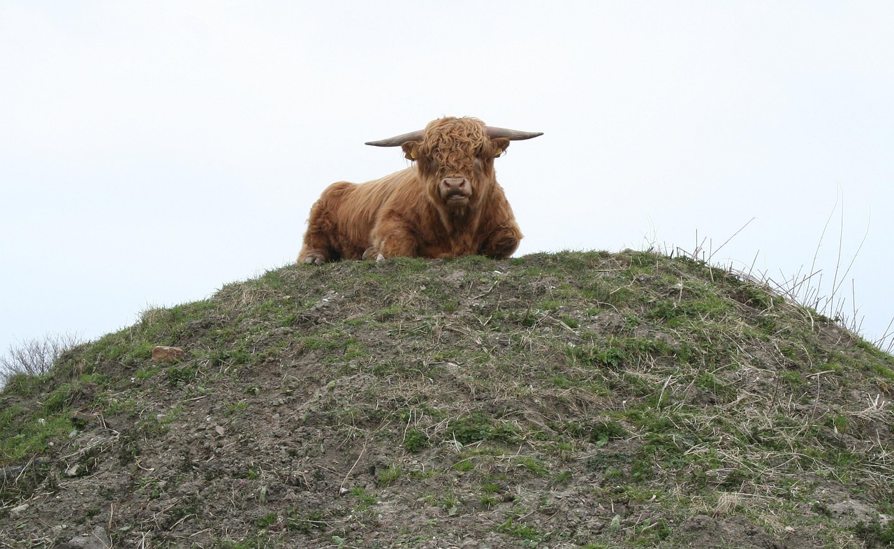 Bull - free online jigsaw puzzle photo