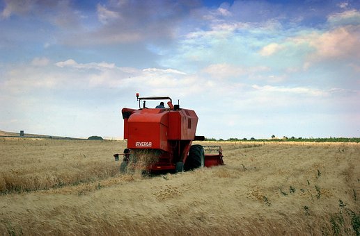Landwirtschaft, Puglia, Weizen, Arbeit
