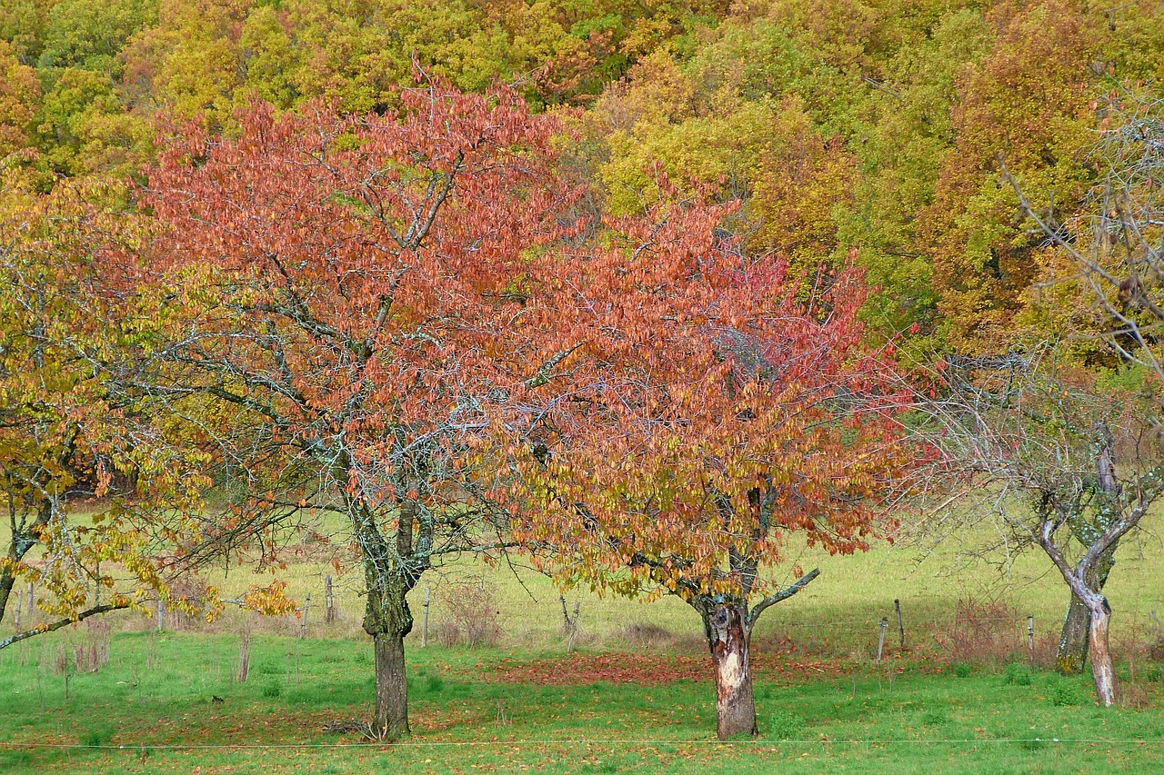 Paisaje De Otoño Naturaleza - Foto gratis en Pixabay - Pixabay