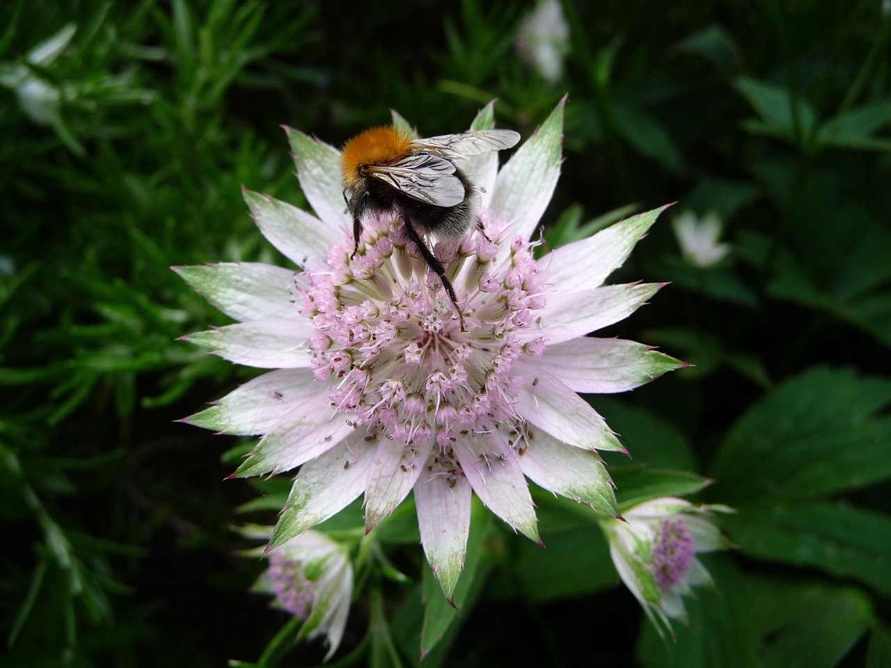 bee-536259_1280.jpg