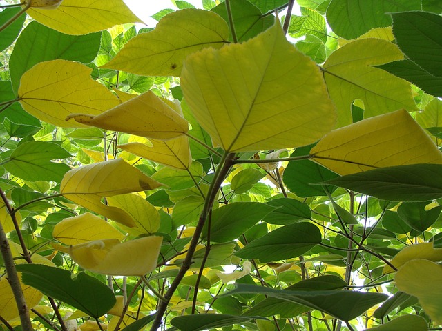 Free Sheets Plant photo and picture