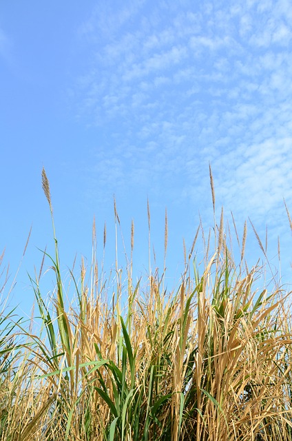 Free Grass Field photo and picture