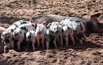 pig, domestic pig, suckle