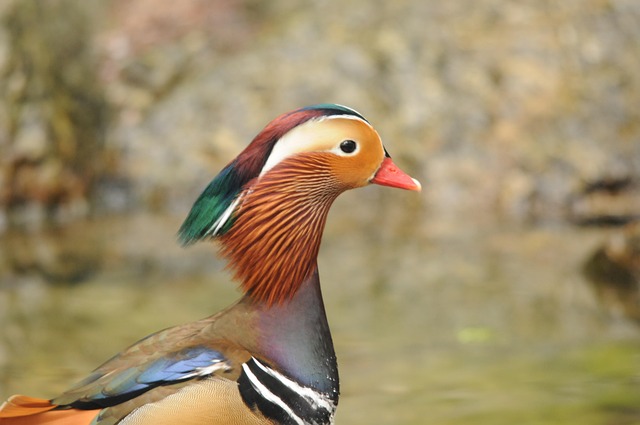 Free Duck Drake photo and picture