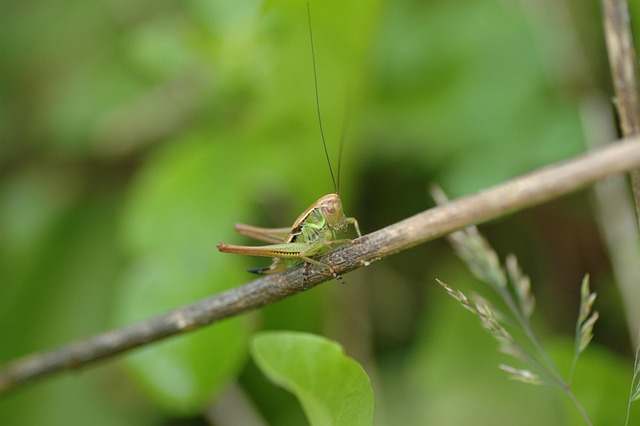 Free Grasshopper Green photo and picture