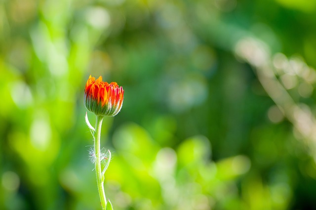 Free Flower Red photo and picture