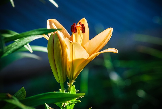 Lírio, Flor, Inflorescência