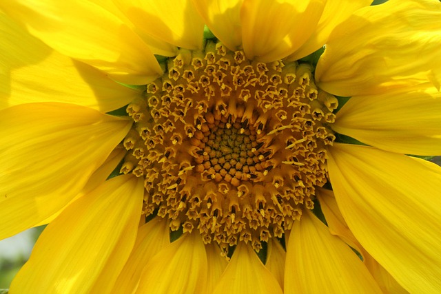 Free Sunflower Yellow photo and picture