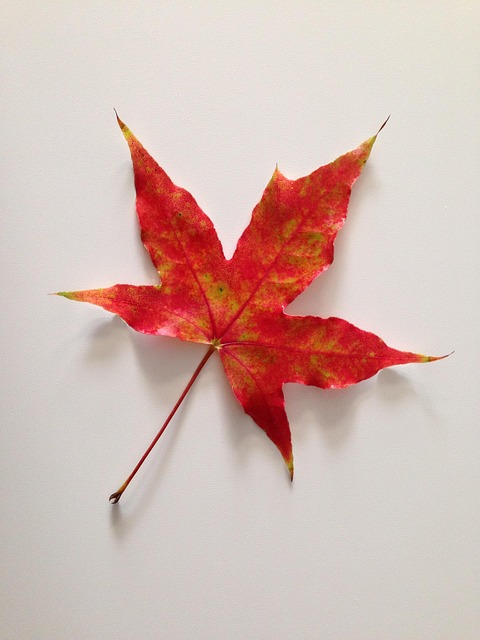 Free Maple Leaves Autumn photo and picture