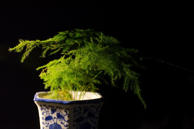 Free Plant Material photo and picture