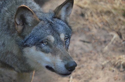 Wolf, Wolfskop, Wild Dier, Roofdier