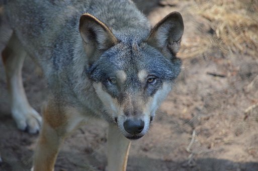 Wolf, Roofdier, Dier, Wild Dier
