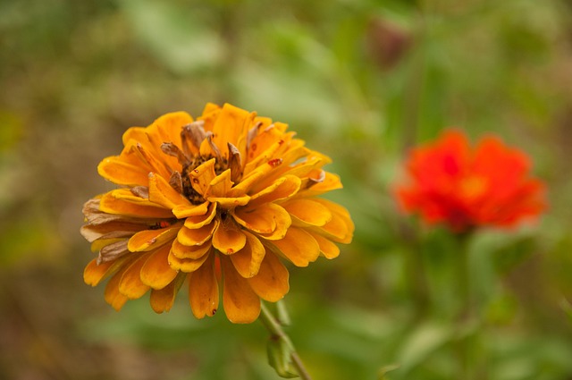Free Flower Plant photo and picture