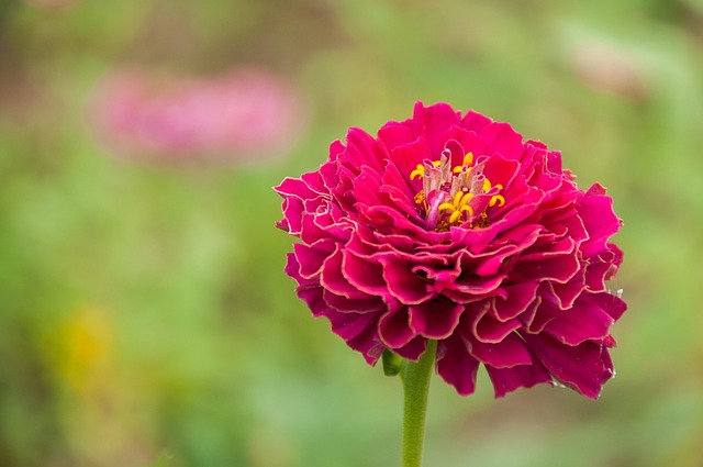 Free Flower Flowers photo and picture
