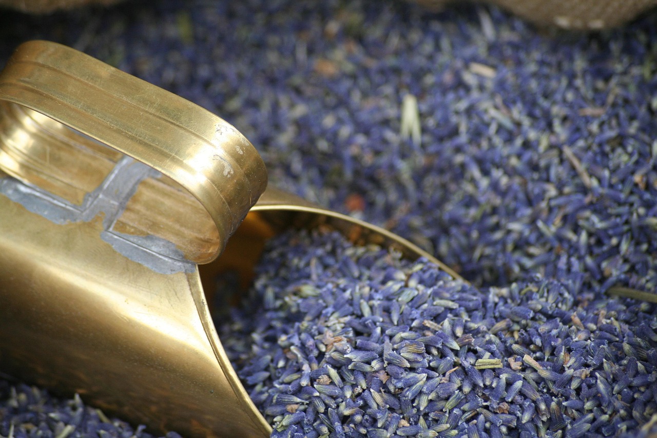 Close detail of lavender rows