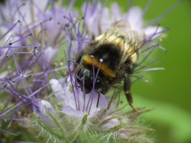 Free Bumblebee Blossom photo and picture