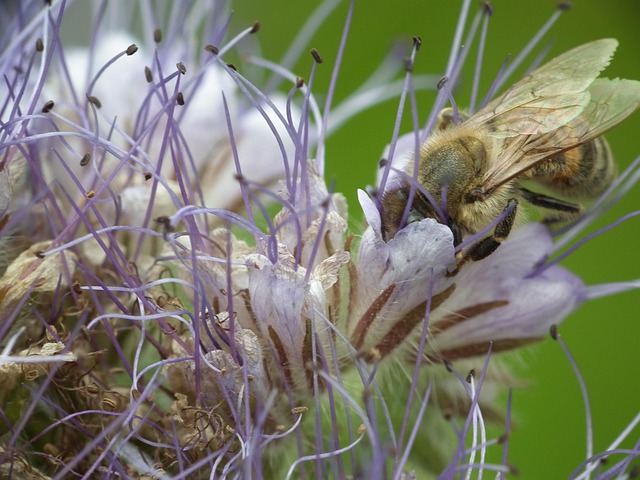 Free Flower Bee photo and picture
