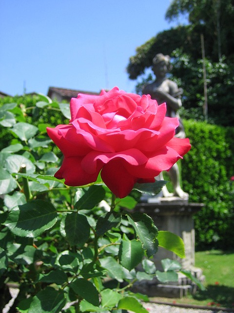 Free Flower Red Rose photo and picture