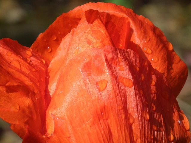 Free Poppy Flower Red photo and picture