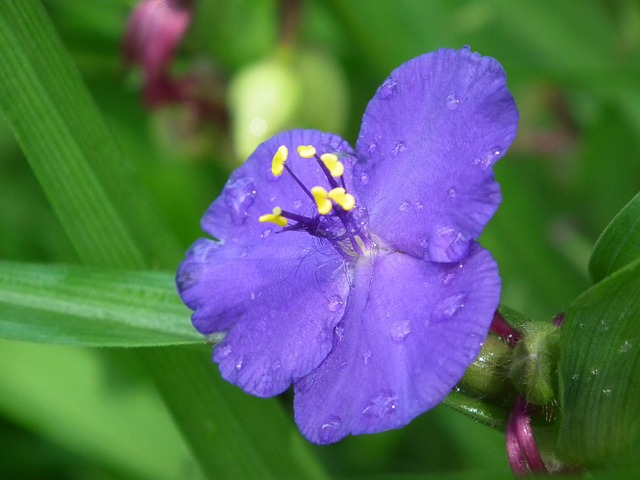 Free Raindrop Purple Flower photo and picture