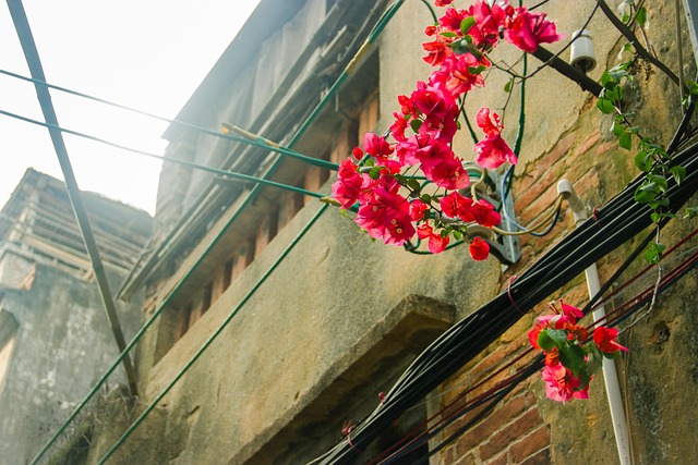 Free Bougainvillea Street View photo and picture