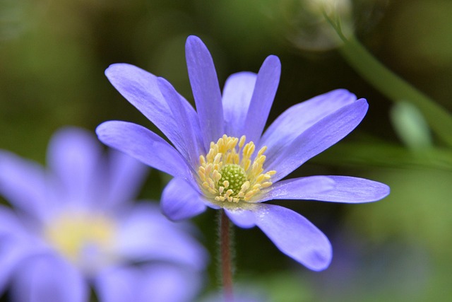 Flower Spring Bokeh Cut - Free photo on Pixabay - Pixabay