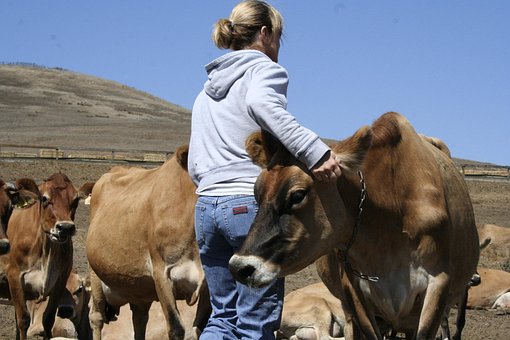 Mujer, Vacas, Jerseys, Granja, Lácteos