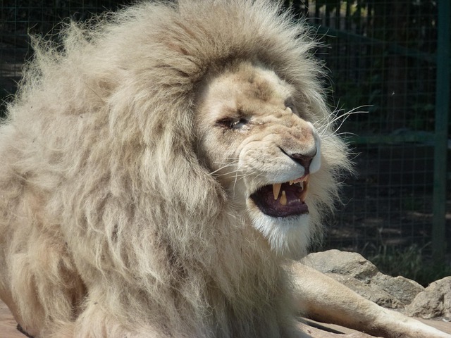 Leão, Animais Selvagens, Gato, Leo