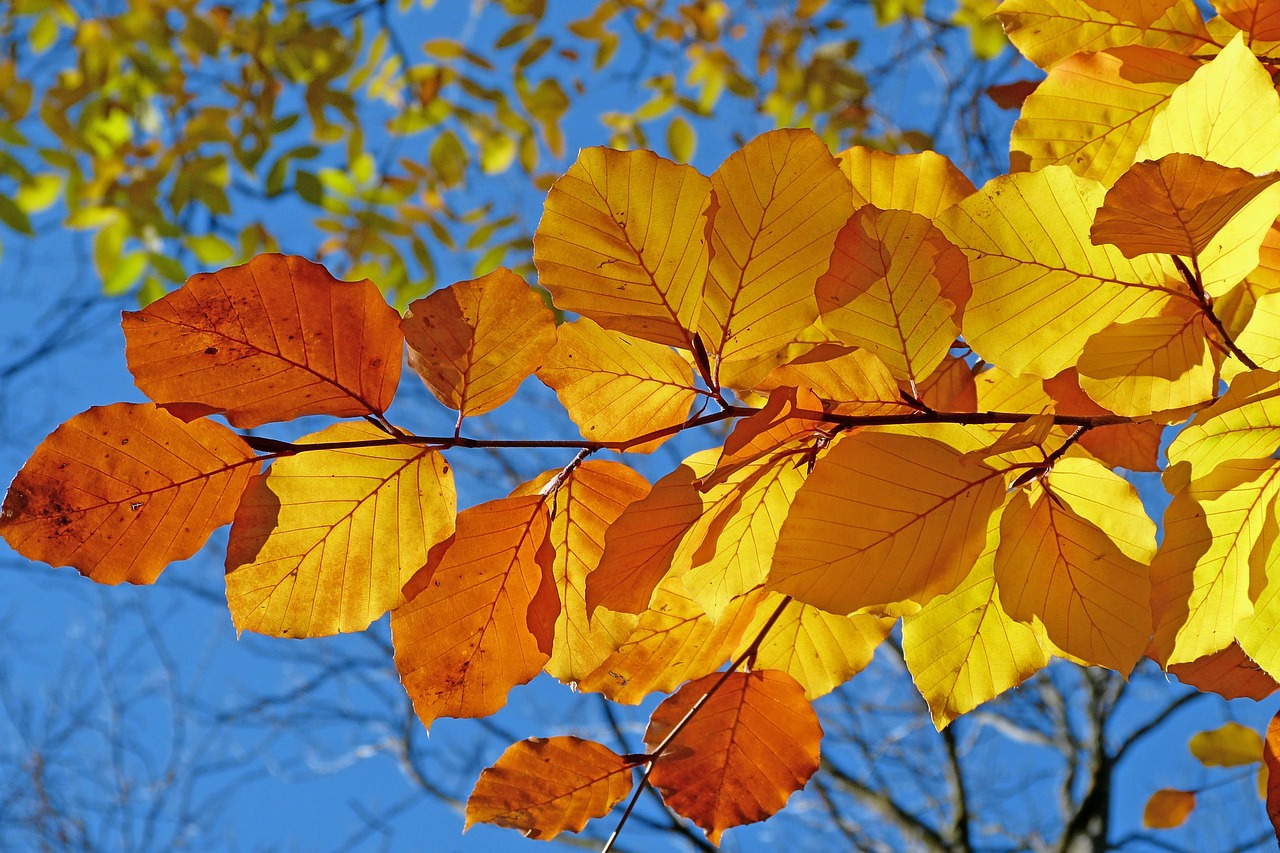 3 000 Kostenlose Herbstbl tter Herbst Fotos Pixabay 3 000 Kostenlose Herbstbl tter Herbst Fotos Pixabay