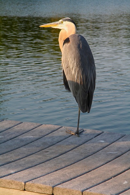 Free Bird Egret photo and picture