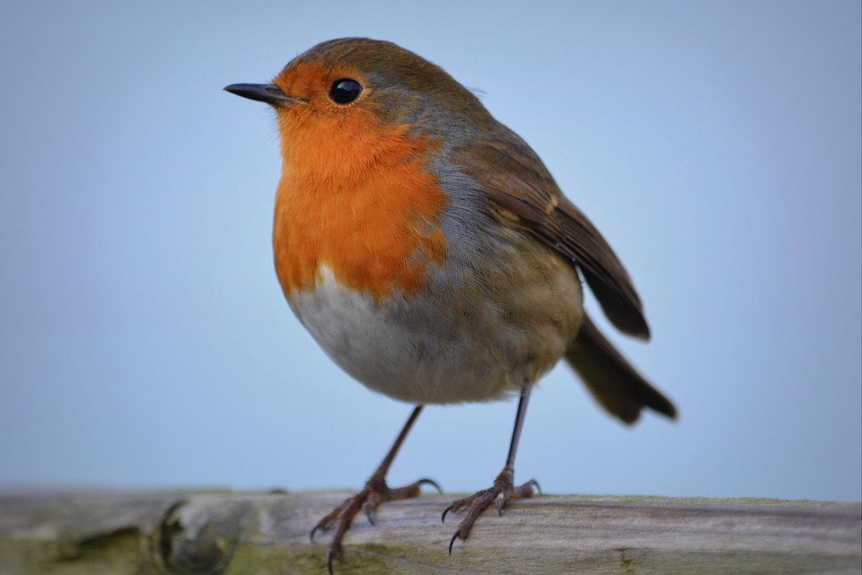 Robin Vogel Kostenloses Foto Auf Pixabay