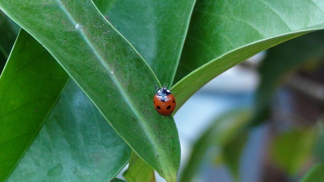 Lieveheersbeestje, Tuin, Natuur, Insect