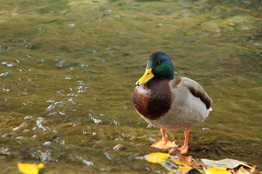 Free Duck Water photo and picture