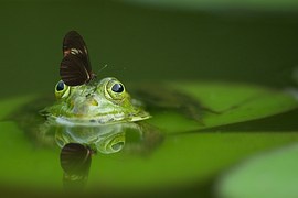 Frog, Butterfly, Pond, Mirroring