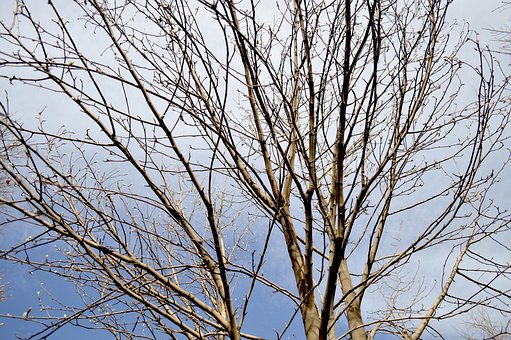 Blauwe Hemel, Mooi, Vers, Patroon