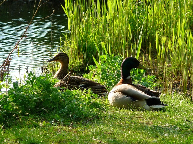 Free Ducks Animals photo and picture