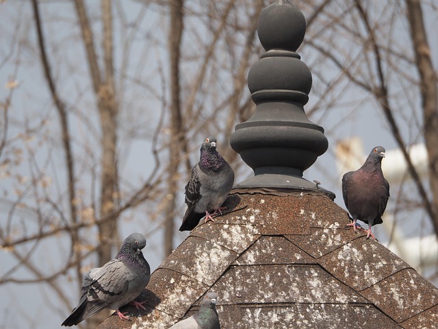 Free Pigeon Park photo and picture
