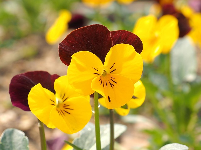 Free Flower Yellow photo and picture