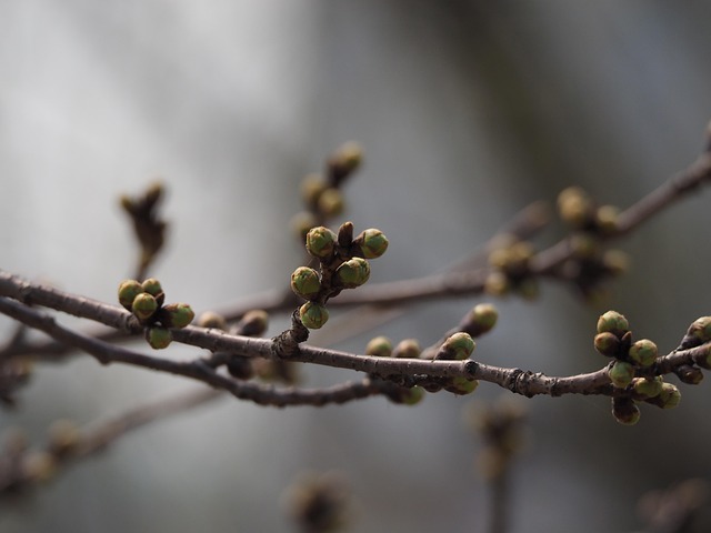 Free Spring Bud photo and picture